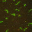 Leptospira - ФГБУ Центральная научно-методическая ветеринарная лаборатория