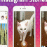 В роликах Instagram Stories может появиться реклама - Searchengines.Ru