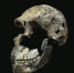 Череп представителя вида Homo naledi, найденный в пещере Восходящая звезда в ЮАР. - Вести.Ru