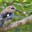 сойка_пиксабай-eurasian-jay-1843636_1280.jpg - Префектура СЗАО Москвы