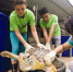 amputee-seaturtle-missing-flipper - Мой район