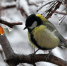 nature-1221594_1280.jpg - Префектура СЗАО Москвы