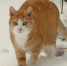 кот_пиксс_cat-3181430_1280.jpg - Префектура СЗАО Москвы