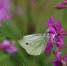 иван_чай_кипрей_пикс_nature-3105327_640.jpg - Префектура СЗАО Москвы