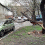 Со двора дома на Братской улице вывезли упавшее дерево - Район Новогиреево ВАО Москвы