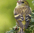 чиж_птица_пикс_bird-1200475_1280.jpg - Префектура СЗАО Москвы