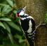 дятел_пикси_bird-2109659_1280.jpg - Префектура СЗАО Москвы