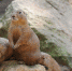 marmot-163229_1280 - Мой район