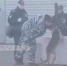 В Уссурийске сняли на видео издевавшегося над служебной собакой кинолога - Вести.Ru
