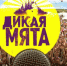Лайнап «Дикой мяты» пополнили The Hatters, Sirotkin и «Казускома» - Molnet.Ru