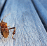 Клоп/pixabay.com - Звездный бульвар