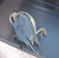 dead-bird-1132144_1280 - Мой район