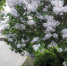 В МОСКВЕ НА БЛАГОУСТРОЕННЫХ УЛИЦАХ ВЫСАДИЛИ КУСТАРНИКИ - Московская правда