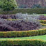 живая_изгородь_pixabay.com_garden-13837.jpg - Префектура ВАО Москвы