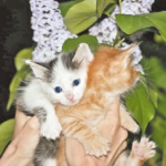 Дай лапу
