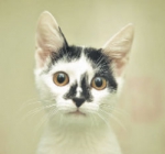 Дай лапу