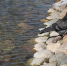 EUROBIRDWATCH 2019: 44 ВИДА ПТИЦ НАСЧИТАЛИ В МОСКВЕ   - Московская правда