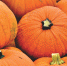 Рядом с Метрогородком отметят Хэллоуин - Район Метрогородок ВАО Москвы