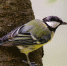 animal-world-4406182_1280 - Мой район