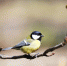 Москвичей научат определять птиц по голосам и читать следы животных - M24.Ru