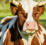 cow-2783568_1280 - Мой район