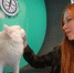 Москвичам посоветовали не целовать котов - Москва.Центр