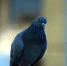 pigeon-2736784_1920.jpg - Префектура ЮАО Москвы