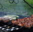 Специалисты Роскачества объяснили, как выбрать качественное мясо для шашлыка - Вечерняя Москва