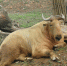 1280px-Takin_2_in_Guanzhou_zoo_March_2012-768x576 - Мой район