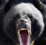 First Asian black bear shelter in Russia opens in Primorye Territory - ИА Общественная служба новостей