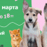 Выставка-пристройство животных "Юна-Фест" пройдет 14 марта - Molnet.Ru