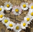 Фото: pixabay.com - Район Лианозово СВАО Москвы