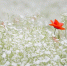 Фото: Pixabay.com - Район Западное Дегунино САО