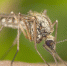 how-to-identify-red-mosquitoes - ИА Общественная служба новостей