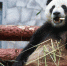 panda-dindin-moskovskij-zoopark-vetkupon-novosti-o-zhivotnyh - ИА Общественная служба новостей