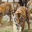 zoopark_b11__ub2yu8n-e1574189239238 - ИА Общественная служба новостей
