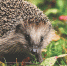 Фото: pixabay.com - Район Восточное Измайлово ВАО