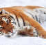 Tiger in winter - ИА Общественная служба новостей