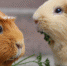 Выставку морских свинок организуют в биологическом музее. Фото: pixabay.com - Пресненский район ЦАО Москвы