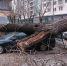 Накануне в Москве сильный ветер повалил 35 деревьев, есть поврежденные машины - Molnet.Ru