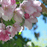 Весна_яблоня_цветы_pixabay.com_flowers-2483912_1280 - Мой район