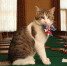 The Downing Street Cat Gets In The Royal Wedding Spirit - ИА Общественная служба новостей