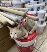 строительство, ремонт, кот