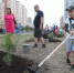 В районе Косино-Ухтомский появилась кедровая аллея - Префектура ВАО Москвы
