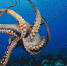 octopus-escape0416 - ИА Общественная служба новостей