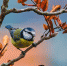 blue-tit-6908151_960_720 - ИА Общественная служба новостей