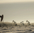 field-with-oil-pump-jacks-surrou - ИА Общественная служба новостей