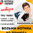 Приглашаем в ТРЦ Небо выбрать друга кота - Solncewonews.ru
