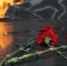 victory-day-834612_960_720 - ИА Общественная служба новостей