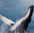 humpback-whale-jumps-out-of-the - ИА Общественная служба новостей